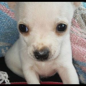 Meet your Posher, Buddy